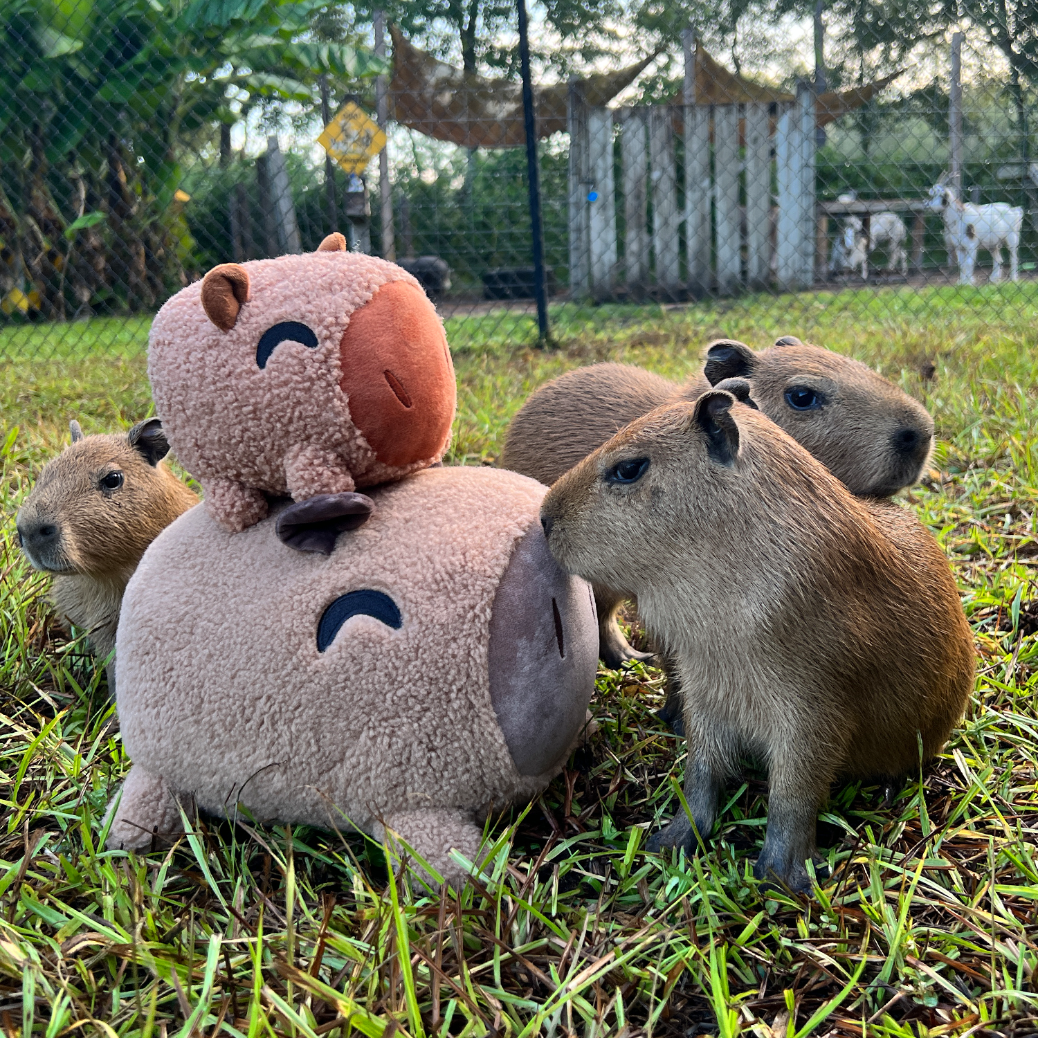 Capybara Pillow (1ft) - Image 5