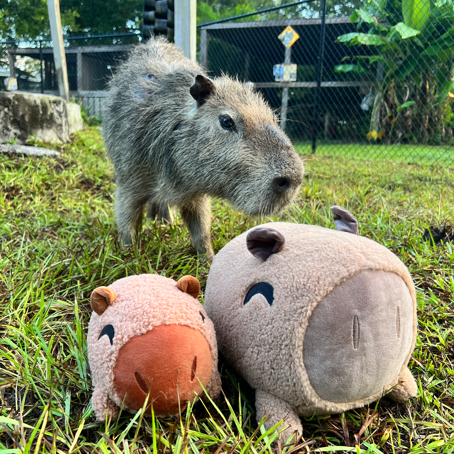 Capybara Pillow (1ft) - Image 6