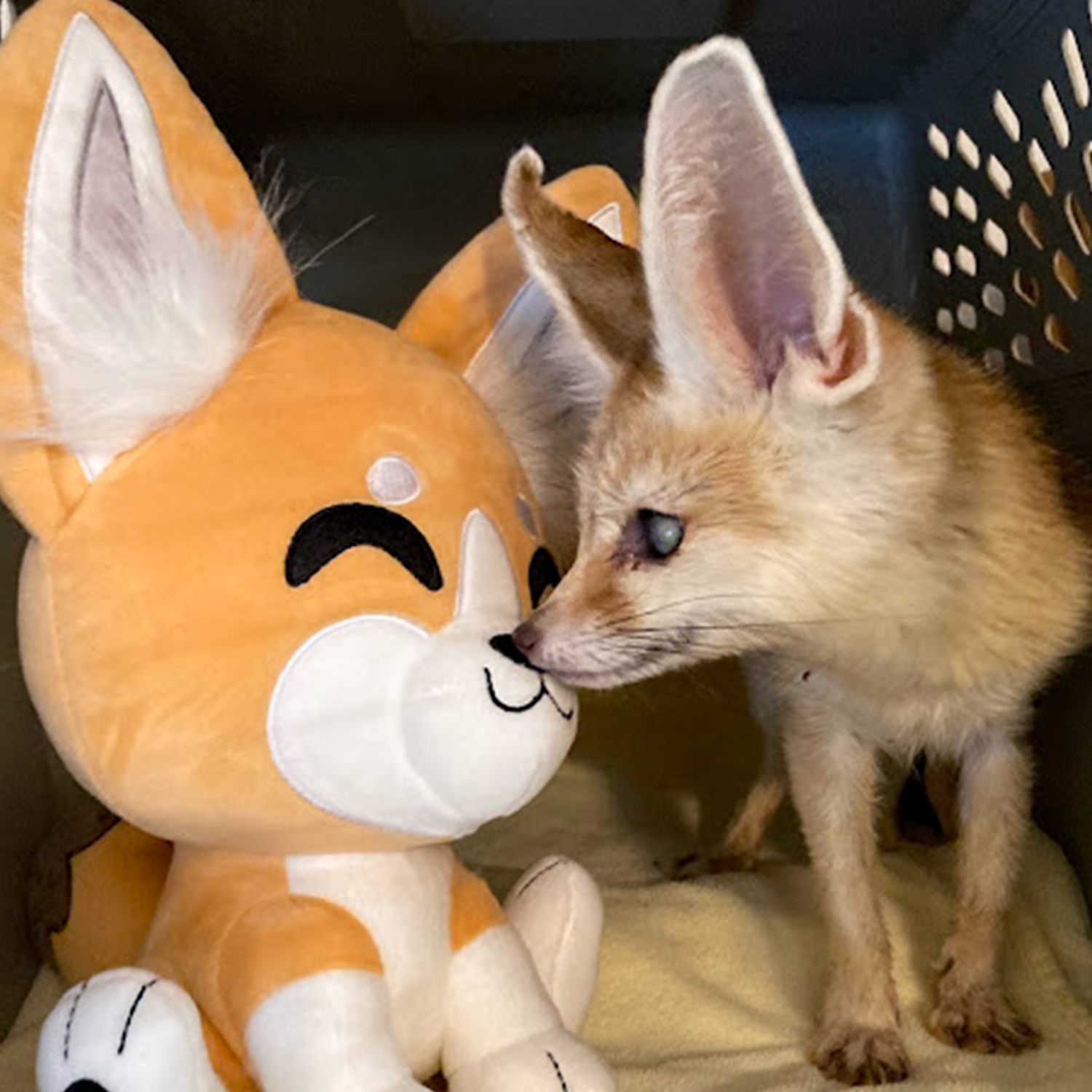 Alternative view of Fennec Fox Plush (9in)